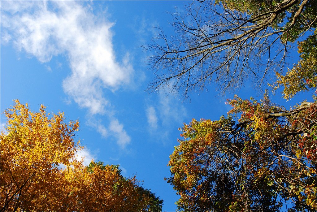 Colors of Fall