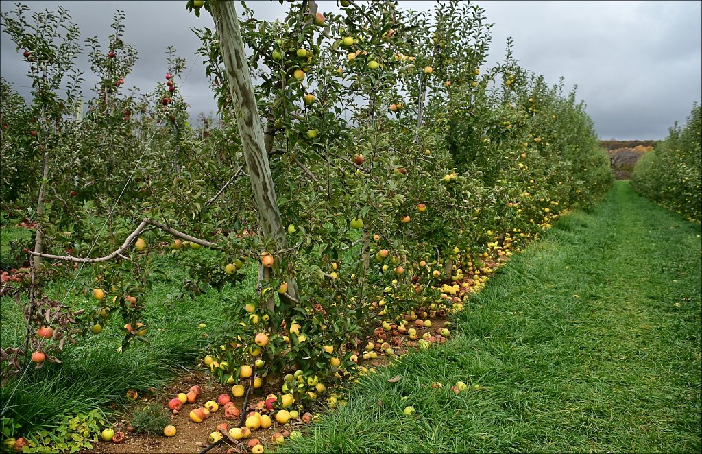 Apple Picking In Califon