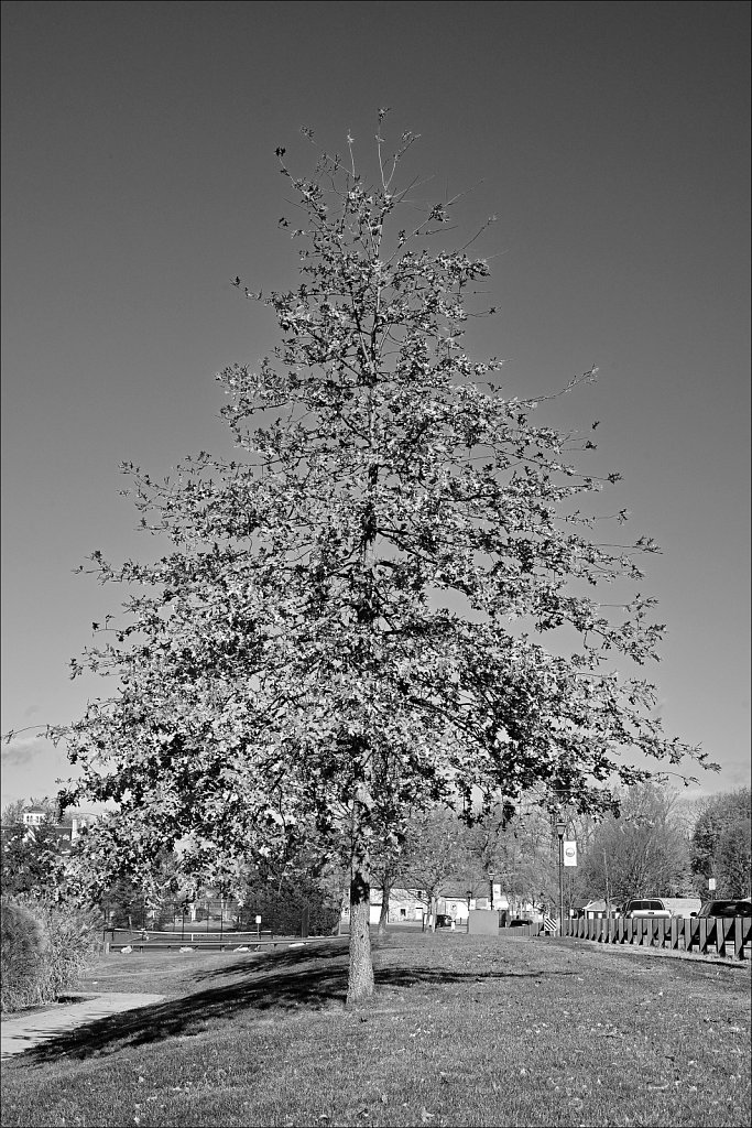 Turkey Brook Park