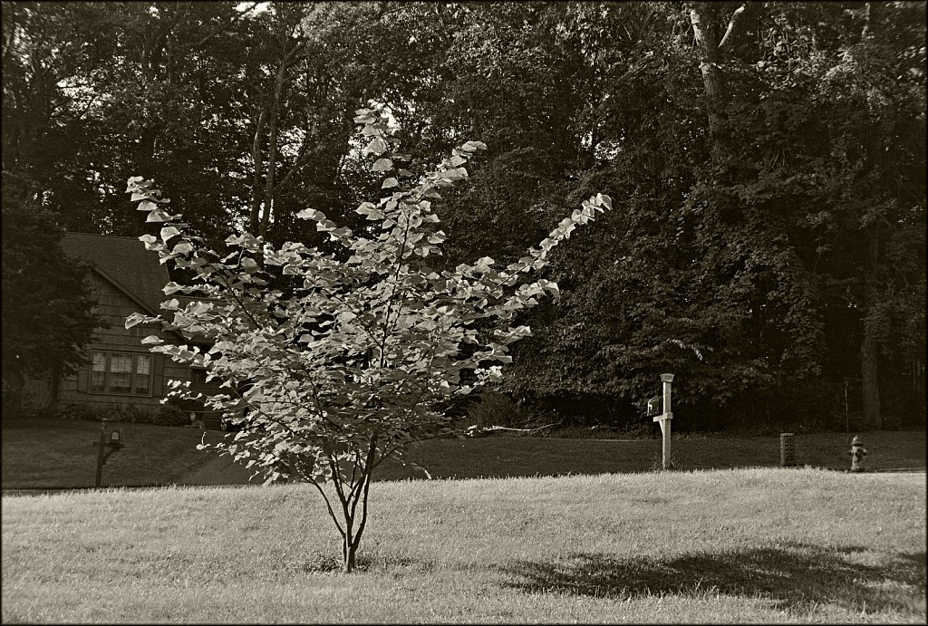 Redbud