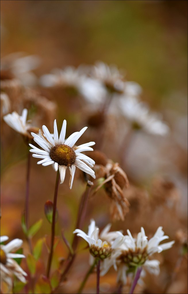 The Last Daisy