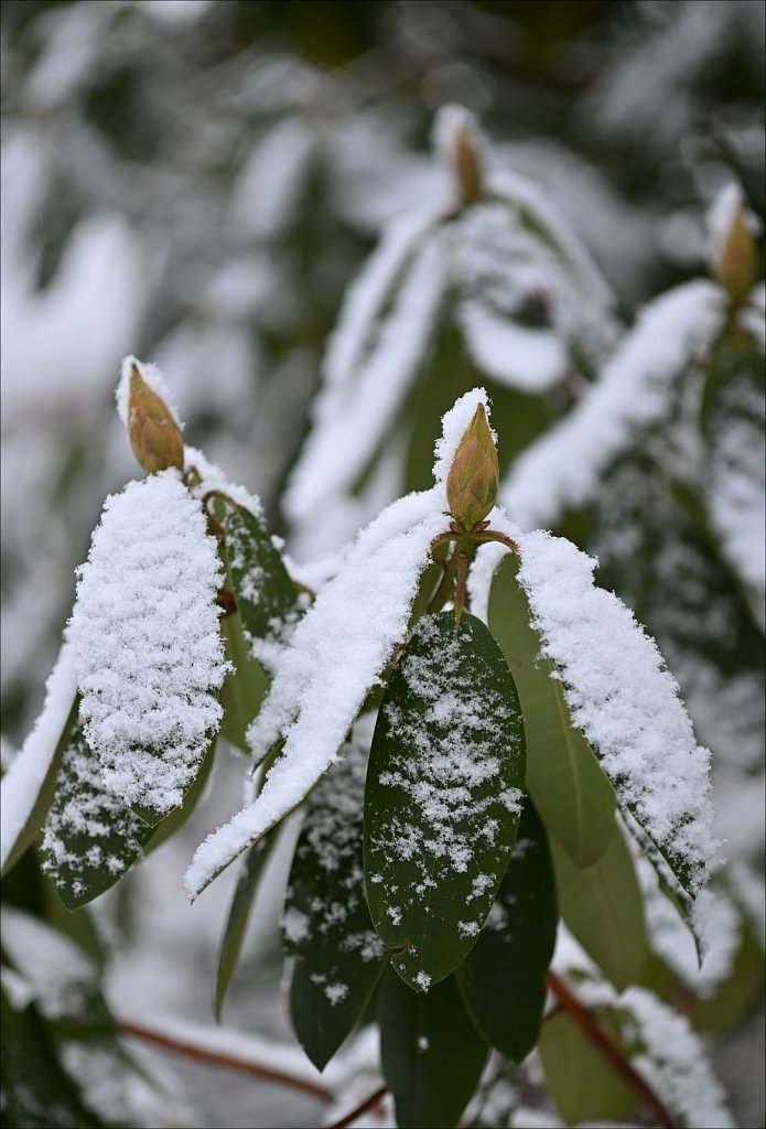 A Morning Dusting of Snow