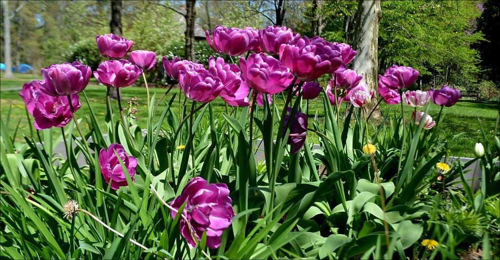 Hunterdon County Arboretum 