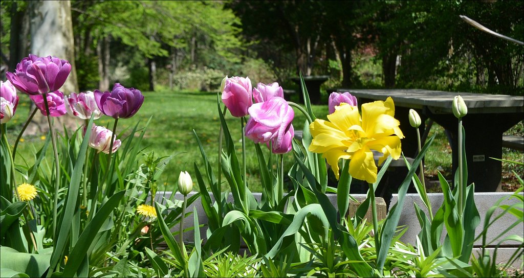 Hunterdon County Arboretum 