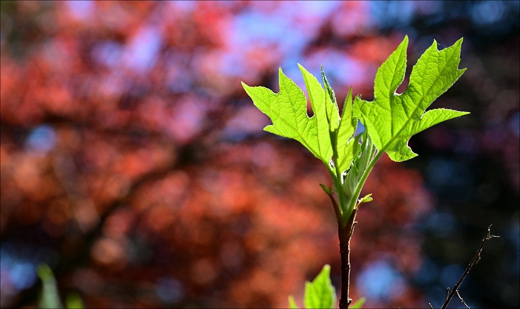 Hunterdon County Arboretum 