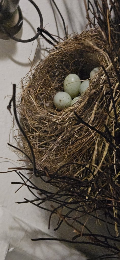 Nest of Eggs