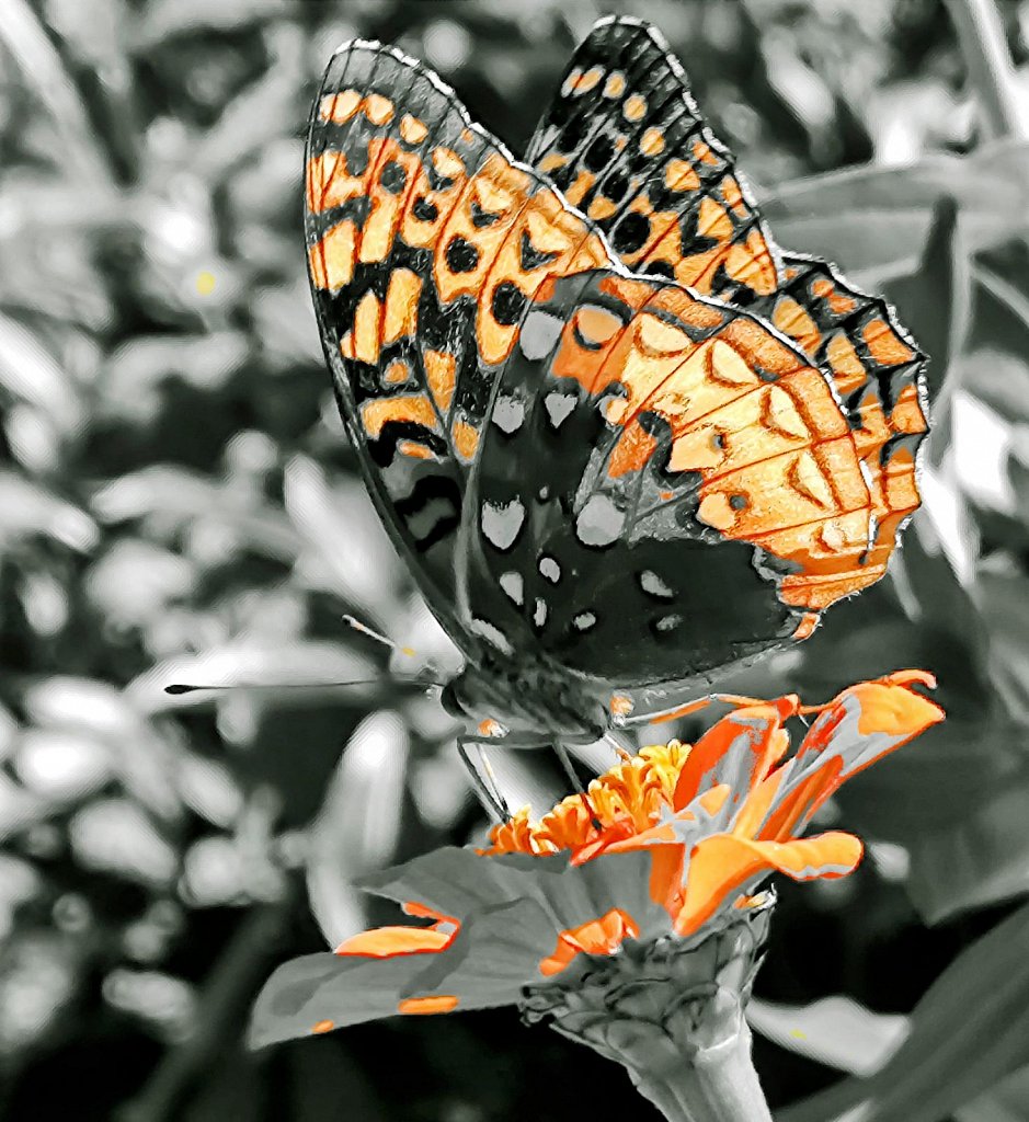 Card 9 "An Insect" 
