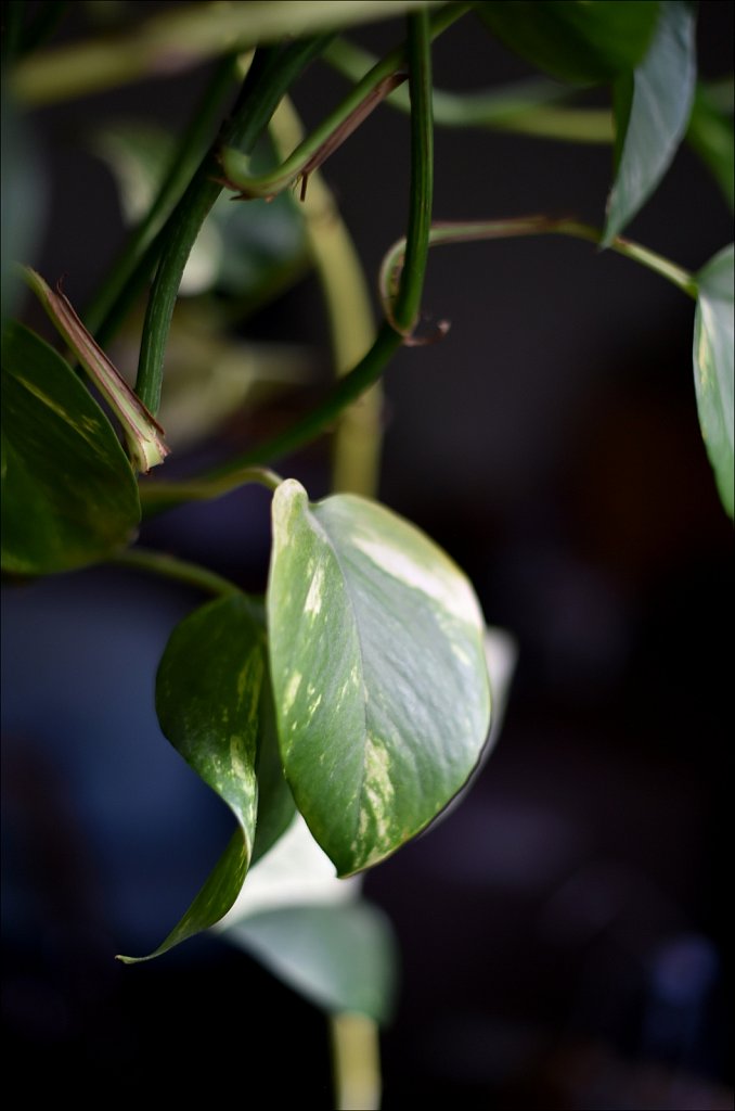 Playing with Nikkor AF-S 50mm F/1.4 G