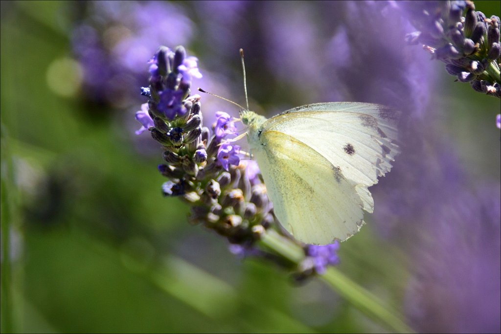 Cabbage White Butterfly 