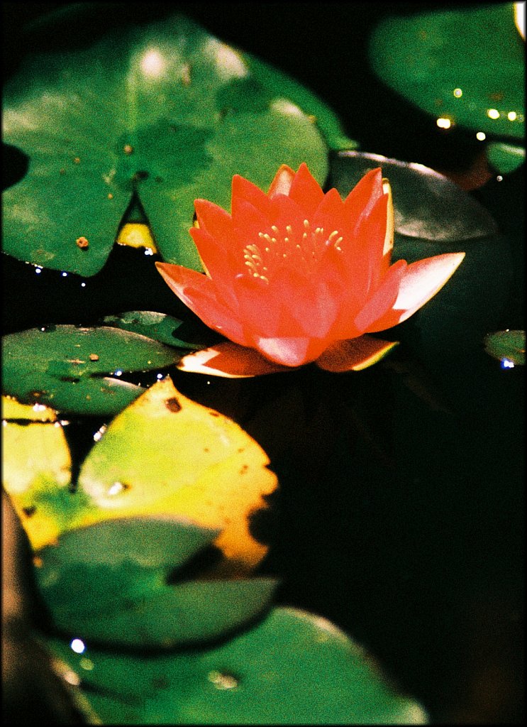 The Frelinghuysen Arboretum 