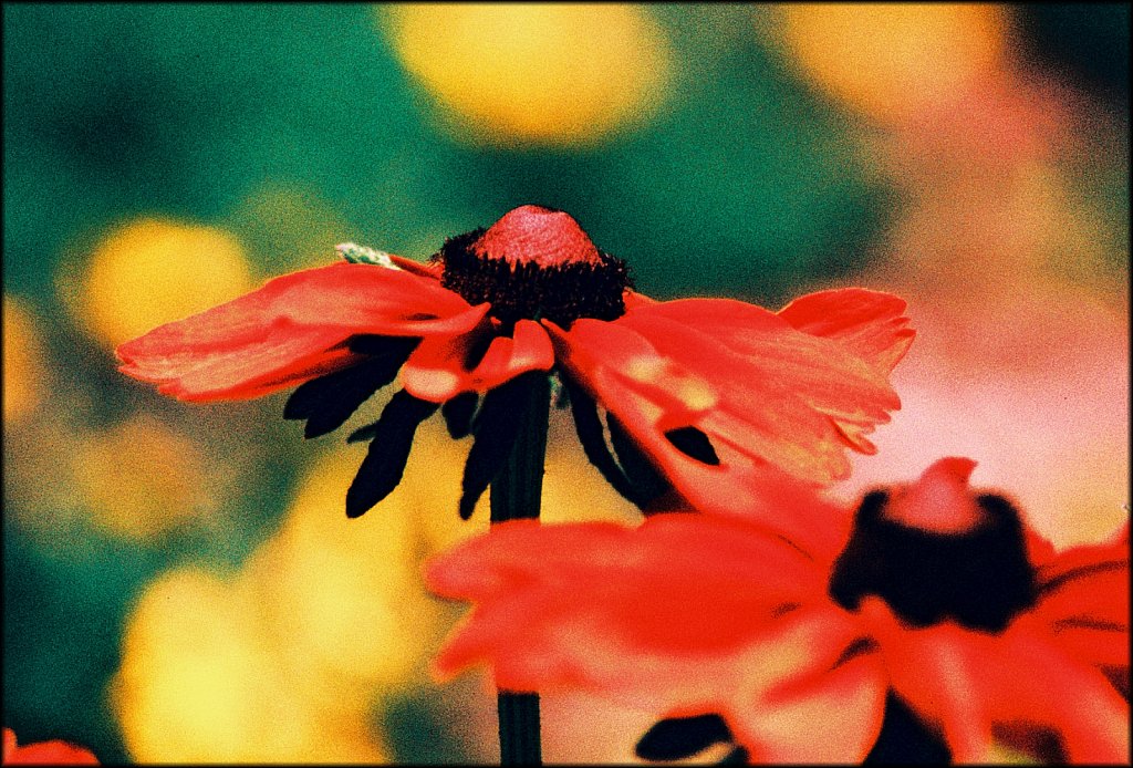 The Frelinghuysen Arboretum 