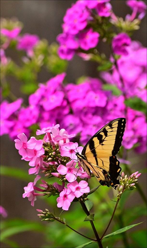 Eastern Tigher Swallowtail at Elizabeth D. Kay Environmental Center