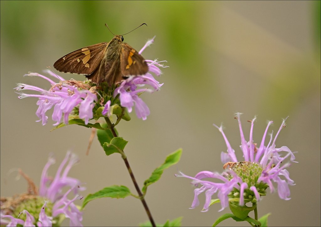 Silver Spotted Skipper at Elizabeth D. Kay Environmental Center 