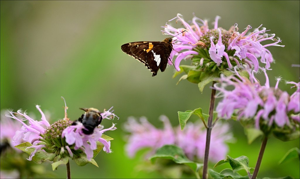 Silver Spotted Skipper at Elizabeth D. Kay Environmental Center 