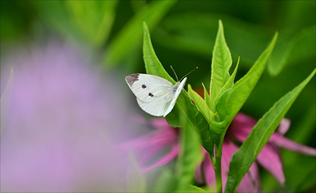 Cabbage White at Elizabeth D. Kay Environmental Center 