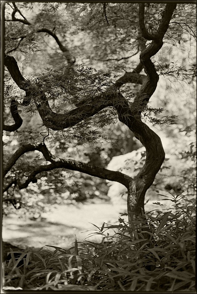 Willowwood Arboretum 