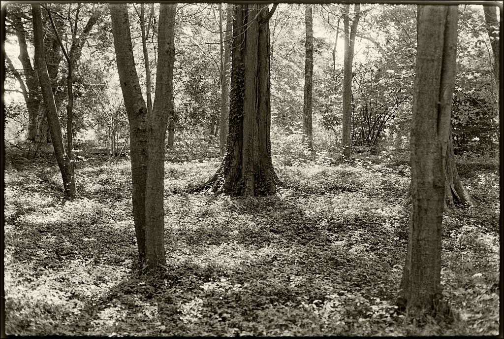 Willowwood Arboretum 