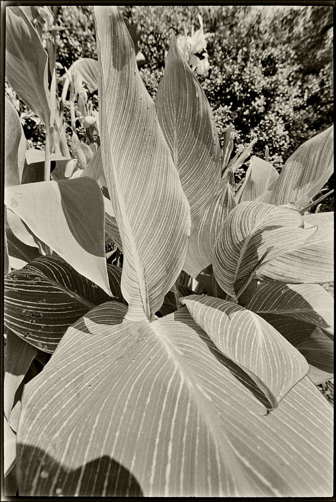 Willowwood Arboretum 