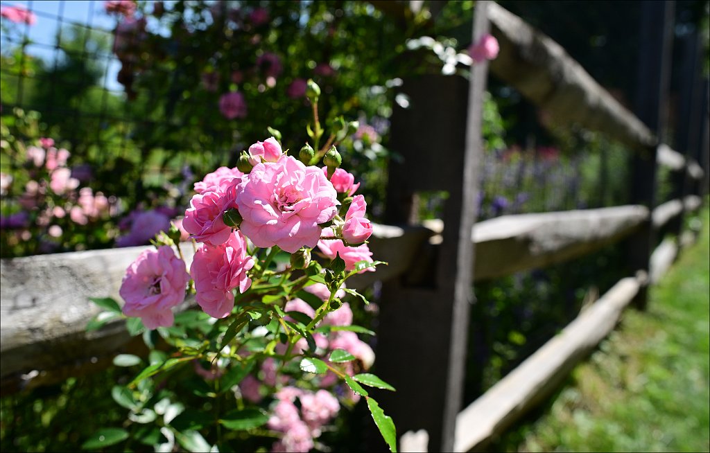 Jockey Hollow 