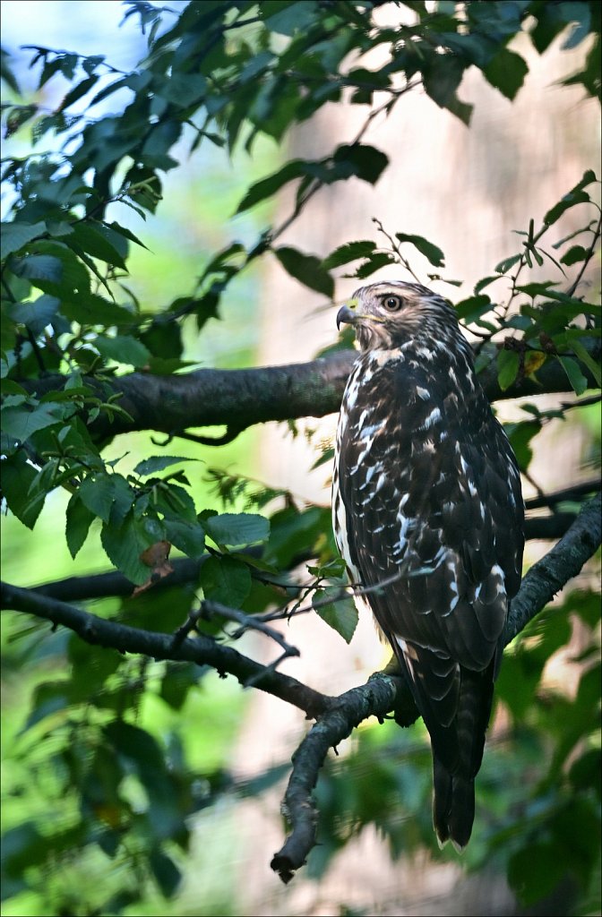 Young Hawk