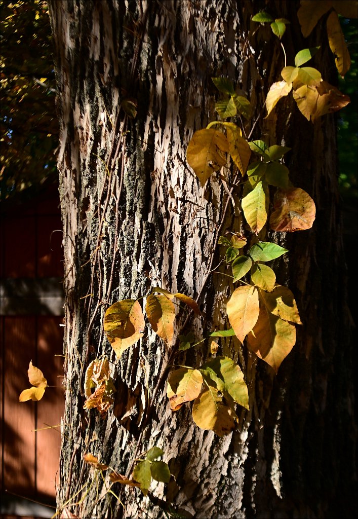 Colors of Fall 2024