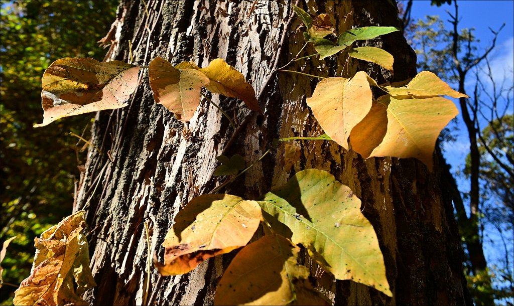Colors of Fall 2024