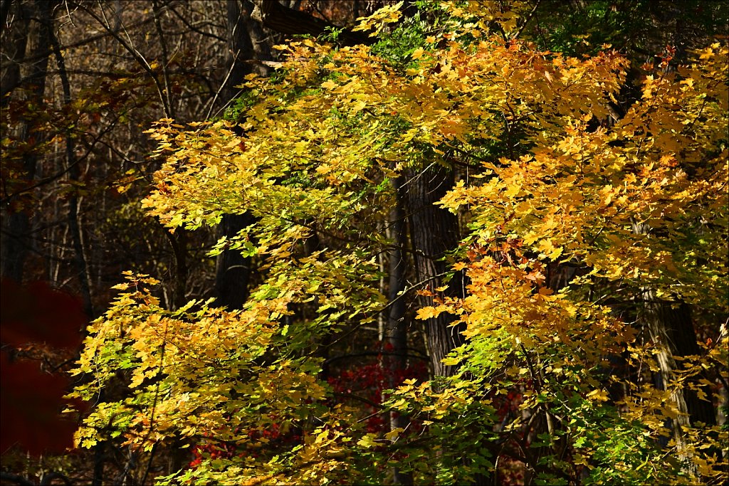 Ken Lockwood Gorge WMA