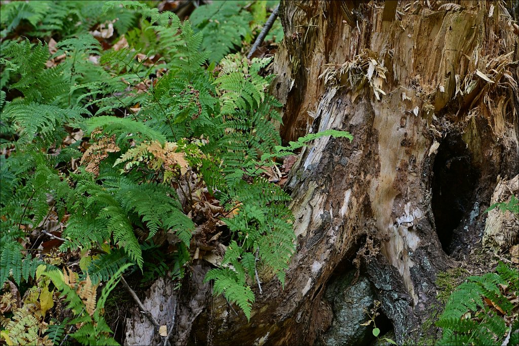 Ken Lockwood Gorge WMA