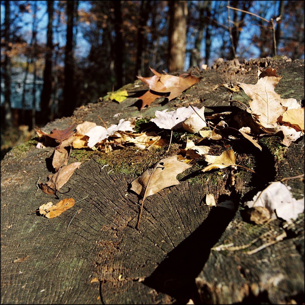 Backyard Fall 2024