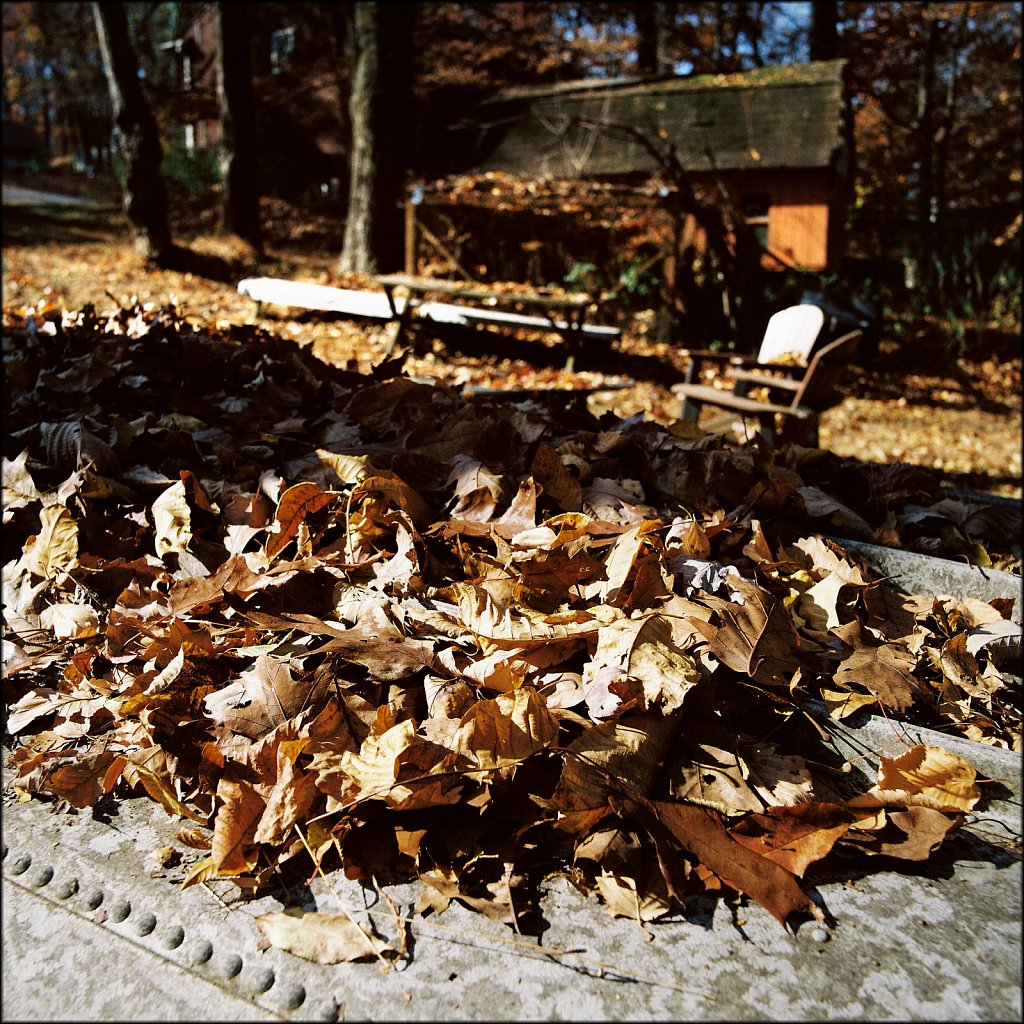 Backyard Fall 2024