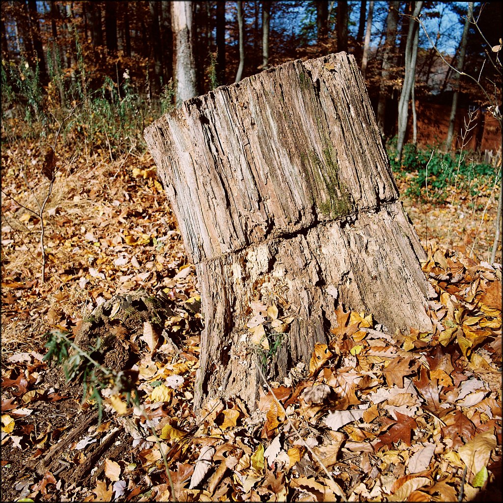 Backyard Fall 2024