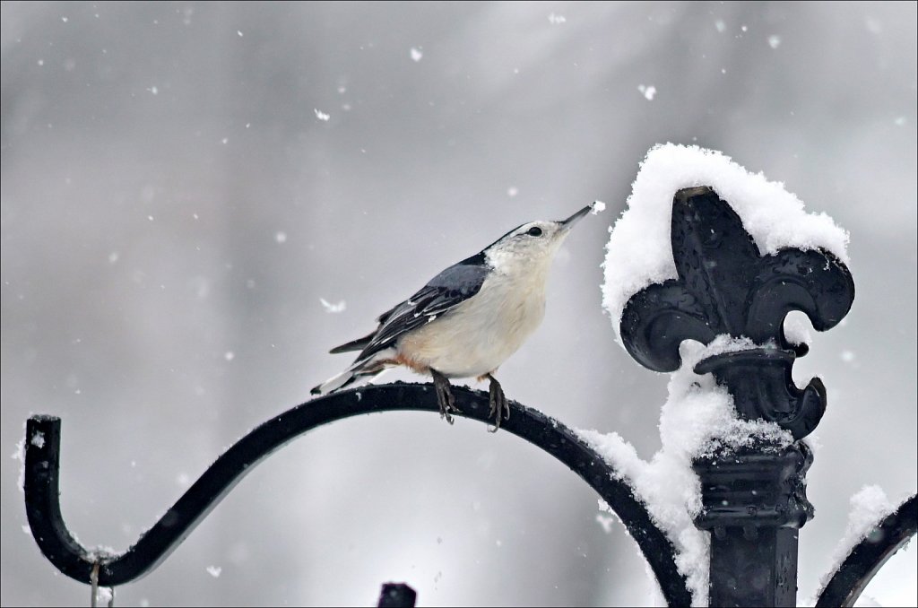 1st Snow of Season