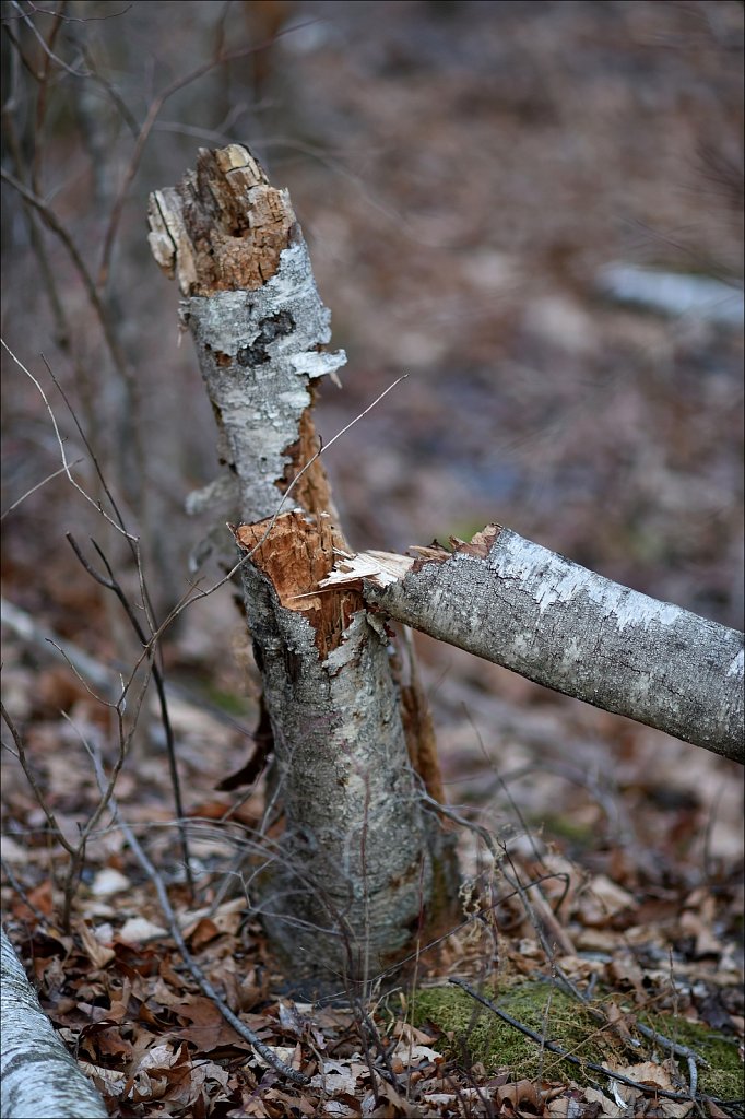 Along The Sussex Branch Trail