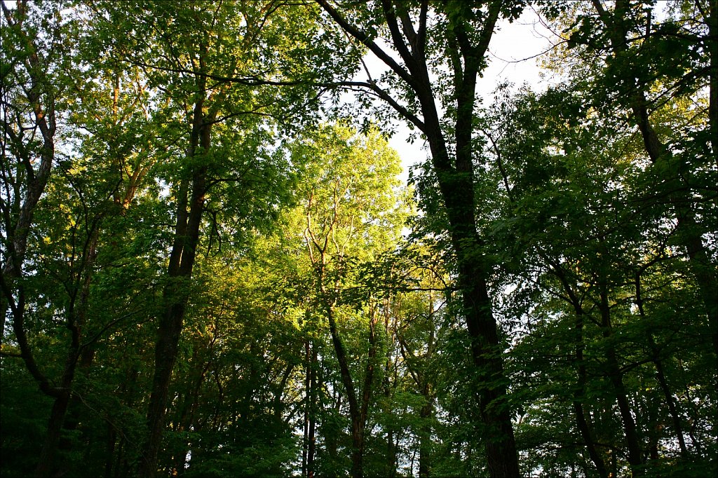 Morning Light on Trees