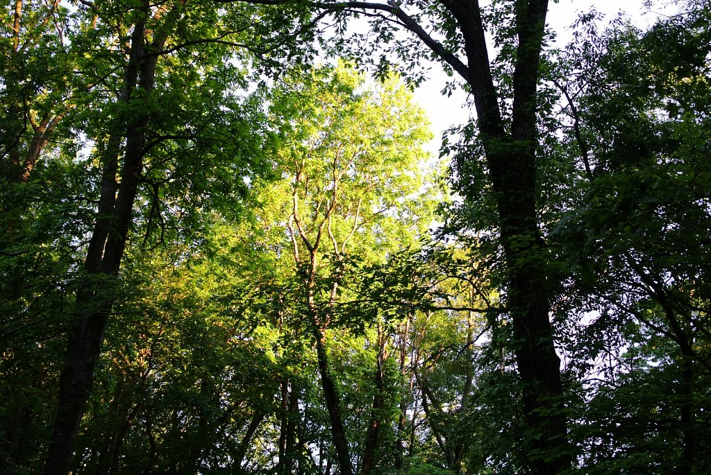 Morning Light on Trees