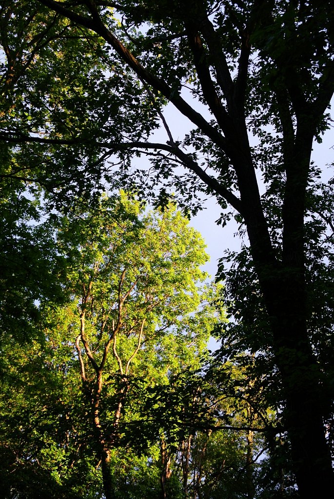 Morning Light on Trees