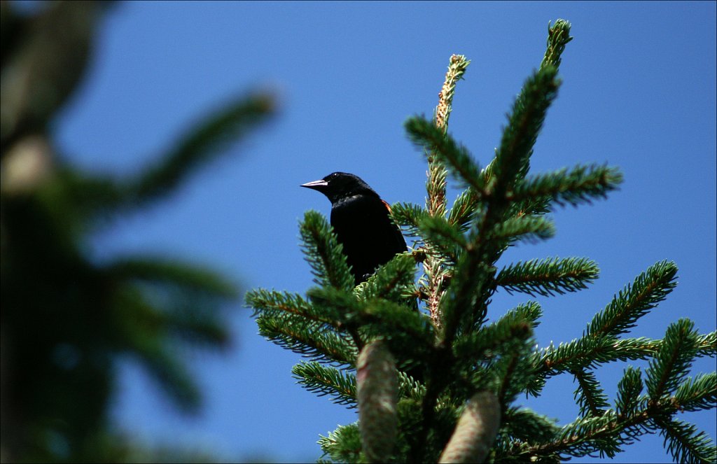 Birds of New Jersey