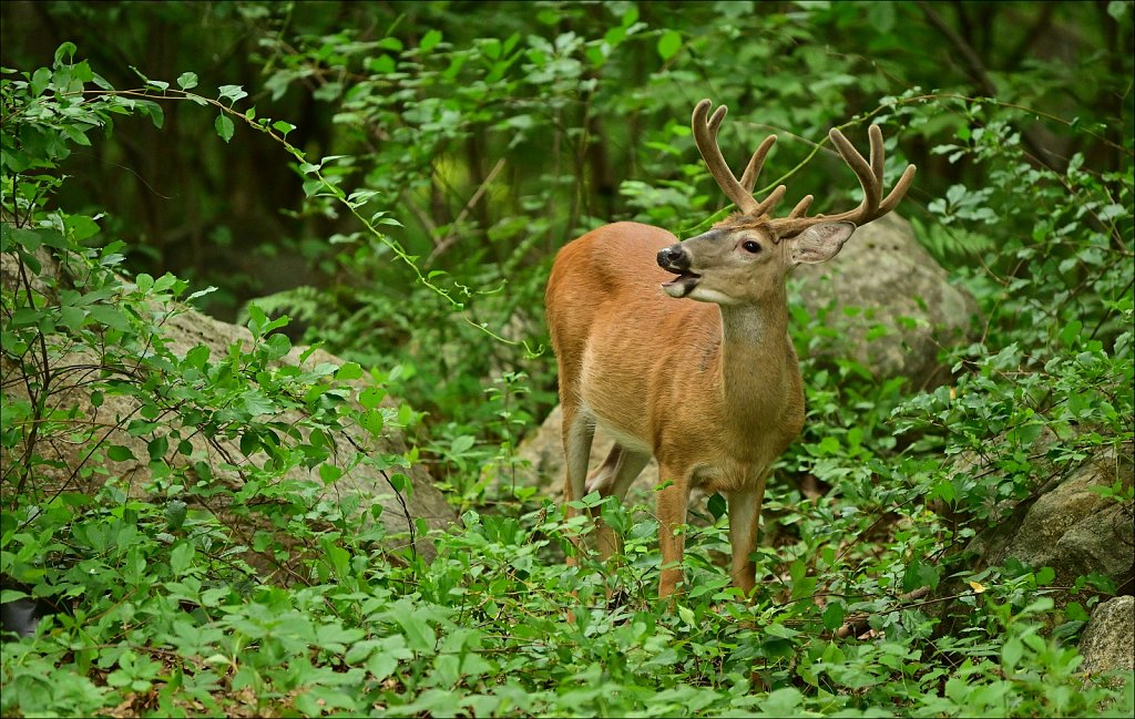 Project Wildlife of New Jersey
