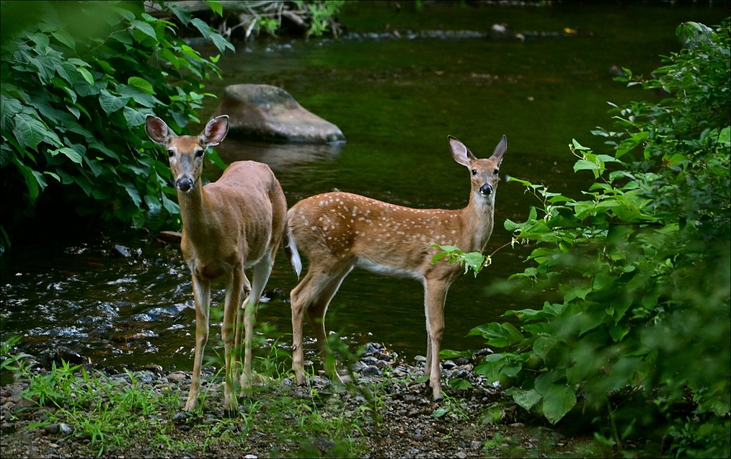 Mammals of New Jersey