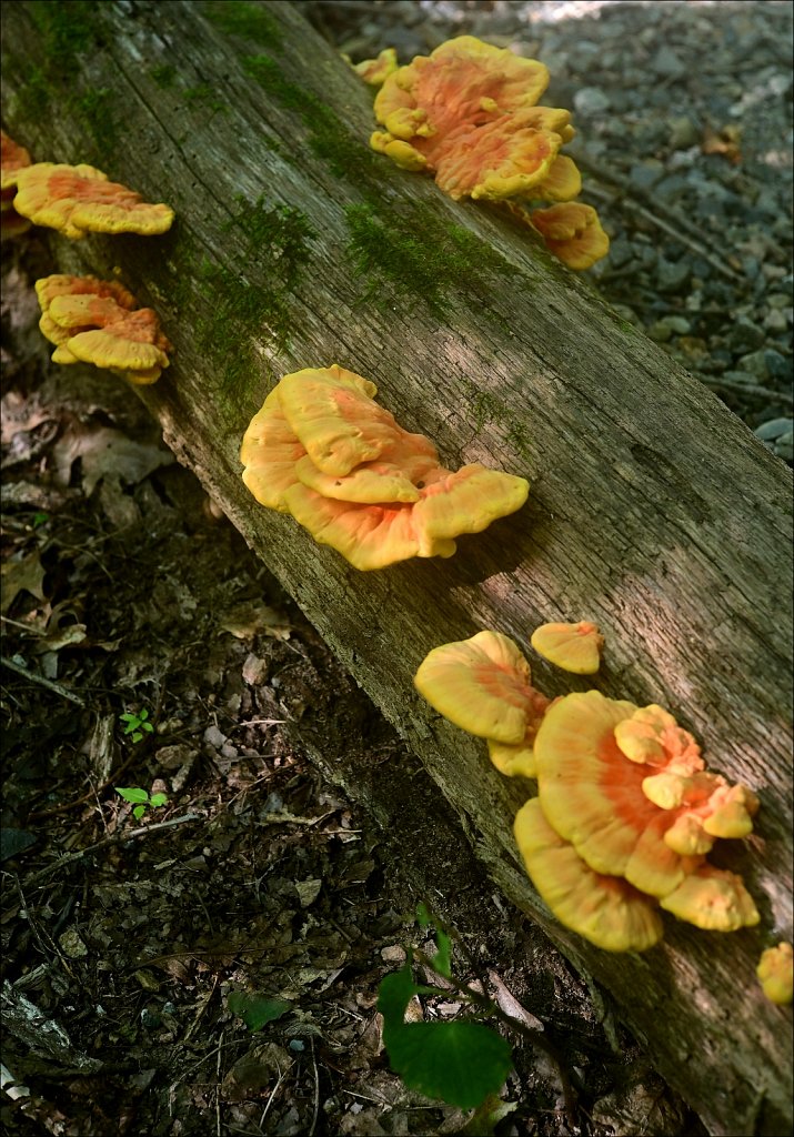 Stephen State Park