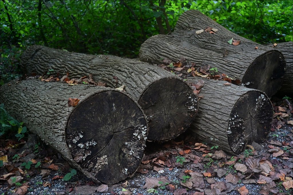 Stephen State Park