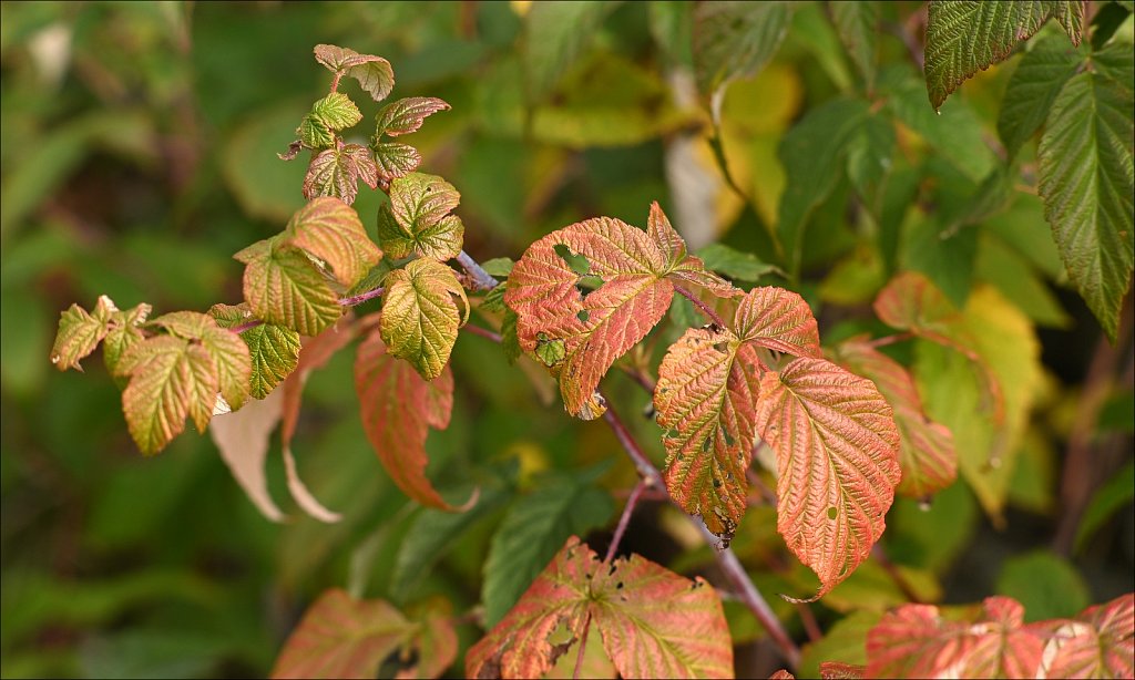 Fall 2025 Upstate NY