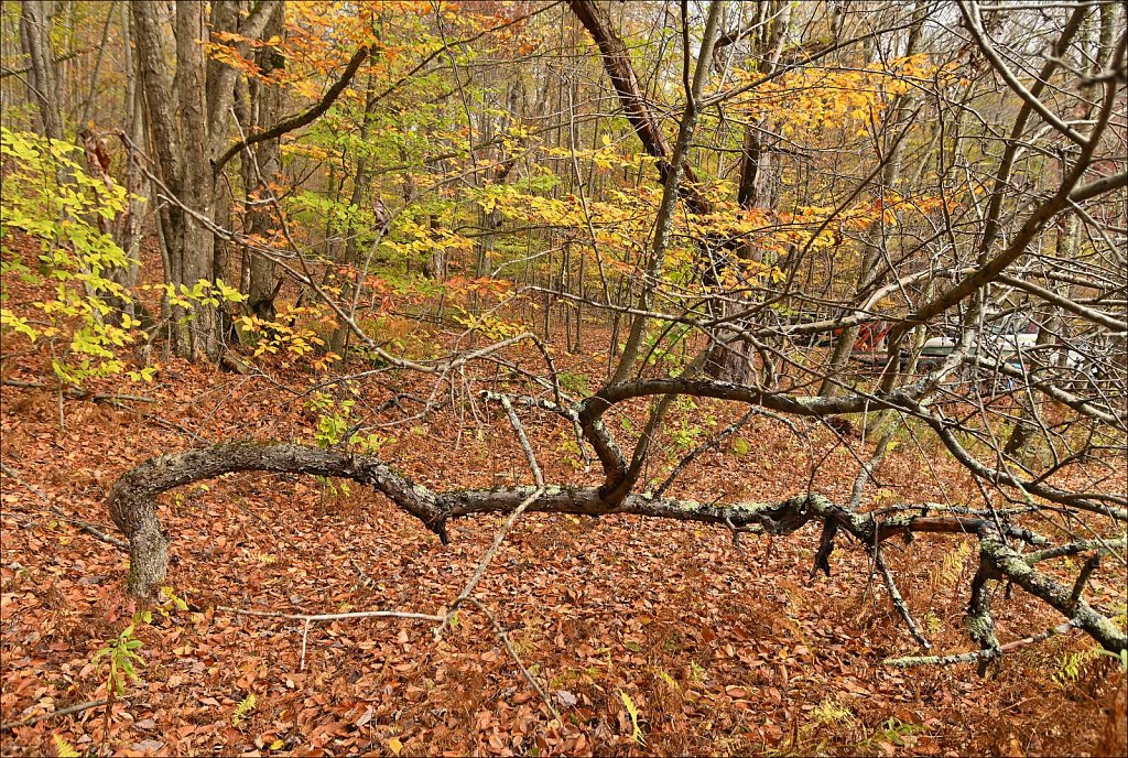 Fall 2025 Upstate NY